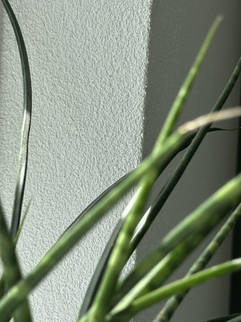 Sierpleister wand met plant, spachtelputz
